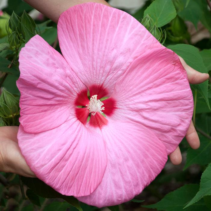 PINK ELEPHANT HARDY HIBISCUS