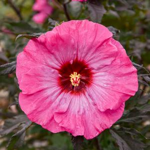 Hibiscus x 'Inner Glow'