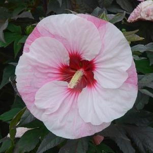 Hibiscus x 'Perfect Storm'