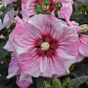 Hibiscus x 'Cherry Choco Latte'