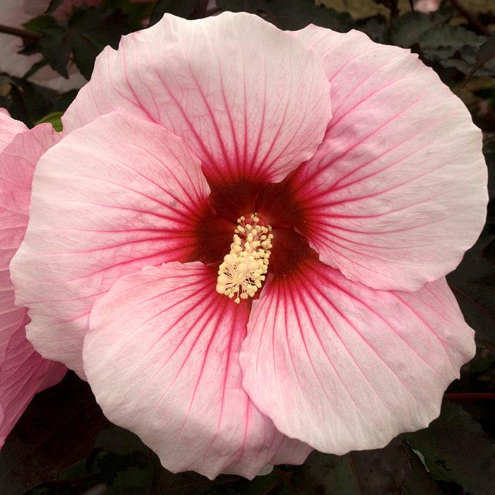 SUMMERIFIC® SUMMER STORM HARDY HIBISCUS