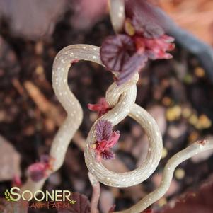 Corylus avellana 'Red Dragon'