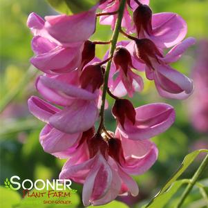 Robinia pseudoacacia 'Purple Robe'