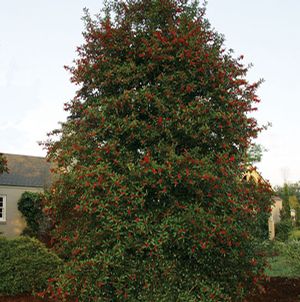 CHRISTMAS JEWEL® HOLLY