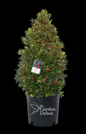 CHRISTMAS JEWEL® HOLLY