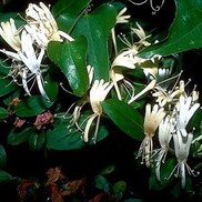 HALL'S HONEYSUCKLE