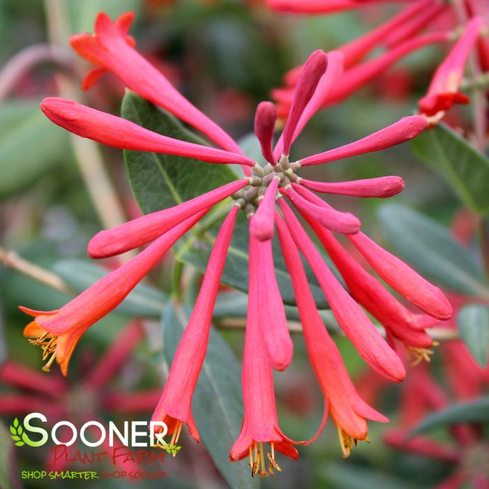 CORAL HONEYSUCKLE