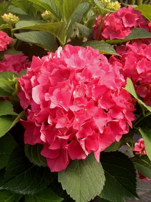 FUCHSIA GLOW™ HYDRANGEA