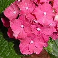 GLOWING EMBERS HYDRANGEA