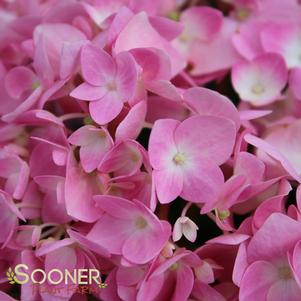 Hydrangea macrophylla 'Penny Mac'