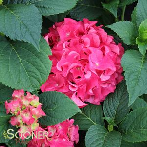 Hydrangea macrophylla 'Grefuglo'