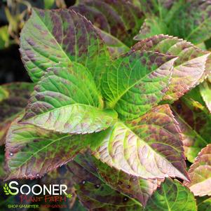 Hydrangea macrophylla 'McKRed'