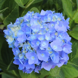 NANTUCKET BLUE™ HYDRANGEA