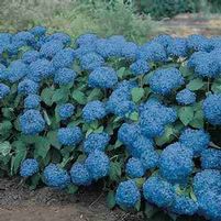 NIKKO BLUE HYDRANGEA