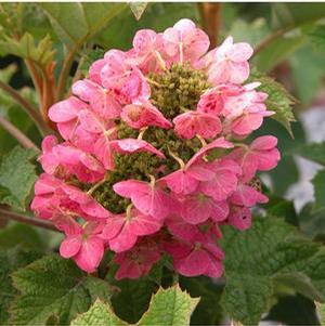 RUBY SLIPPERS DWARF OAKLEAF HYDRANGEA