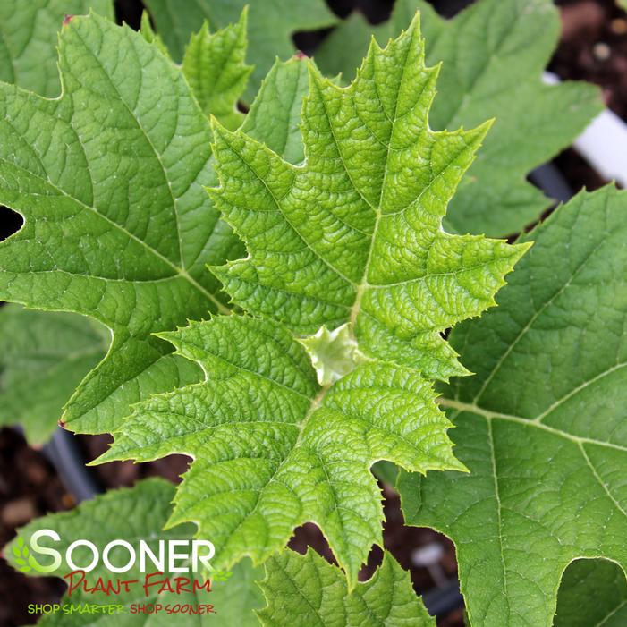 SNOW QUEEN OAKLEAF HYDRANGEA