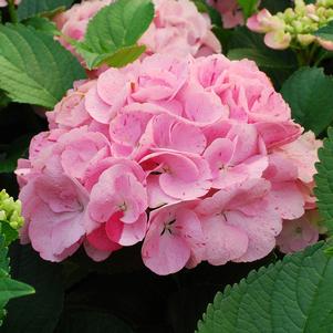 Hydrangea macrophylla 'Dancing Angel'