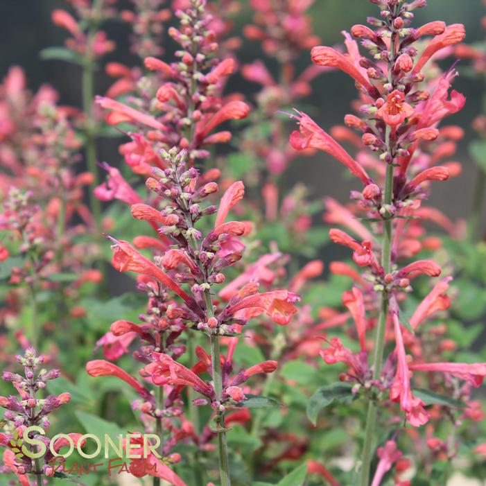 KUDOS™ CORAL HYSSOP