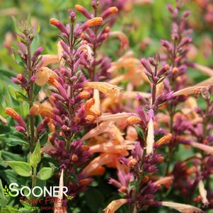 Agastache x 'Peachie Keen'