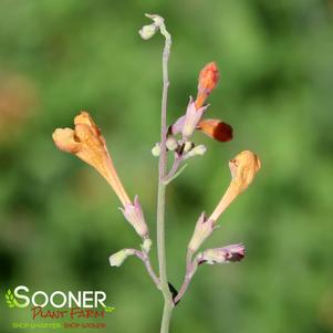 Agastache aurantiaca 'Coronado'