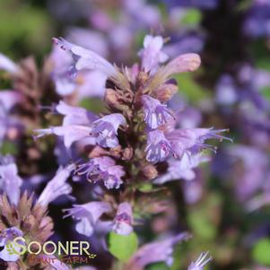 Agastache x 'Kudos Silver Blue'