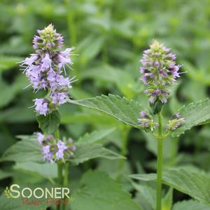 Agastache x 'Black Adder'