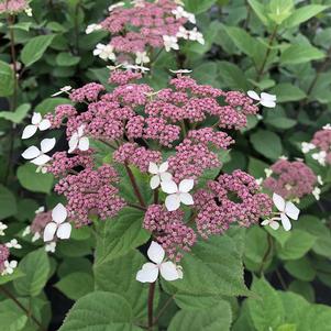 Hydrangea arborescens subsp. radiata 'SMNHRLL'