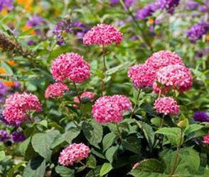 INVINCIBELLE® SPIRIT HYDRANGEA