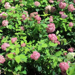 INVINCIBELLE® SPIRIT HYDRANGEA