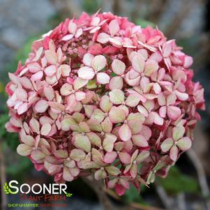 Hydrangea arborescens 'NCHA2'