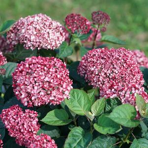 Hydrangea arborescens 'NCHA6'