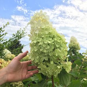 Hydrangea paniculata 'Phantom'