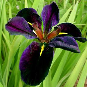 BLACK GAMECOCK IRIS