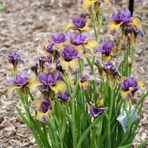 Iris siberica 'Purring Tiger'