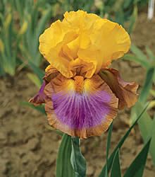 MEGABUCKS IRIS