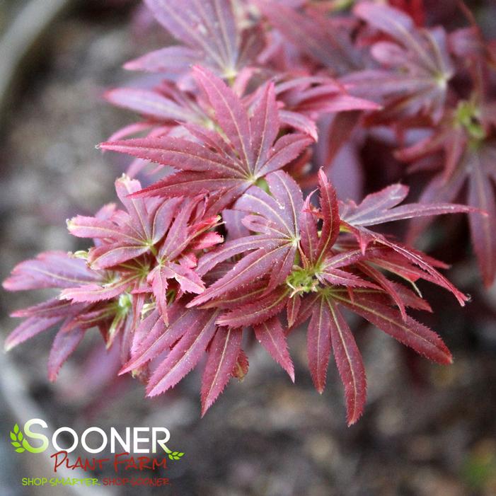 ARATAMA UPRIGHT JAPANESE MAPLE