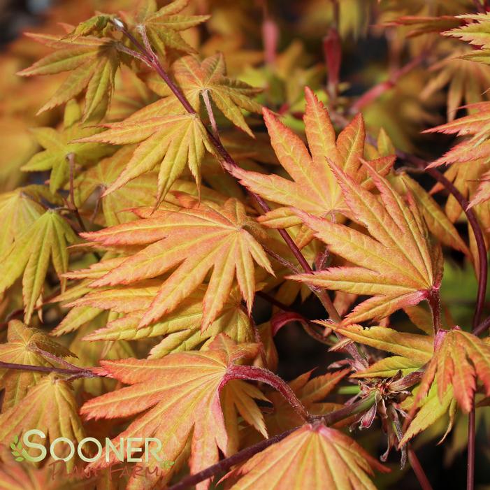 AUTUMN MOON UPRIGHT JAPANESE MAPLE