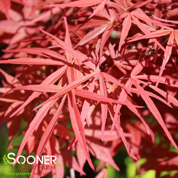 BENI OTAKE UPRIGHT JAPANESE MAPLE