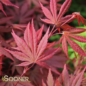 Acer palmatum matsumurae 'Trompenburg'