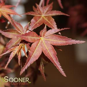 Acer palmatum corallinum 'Bonfire'