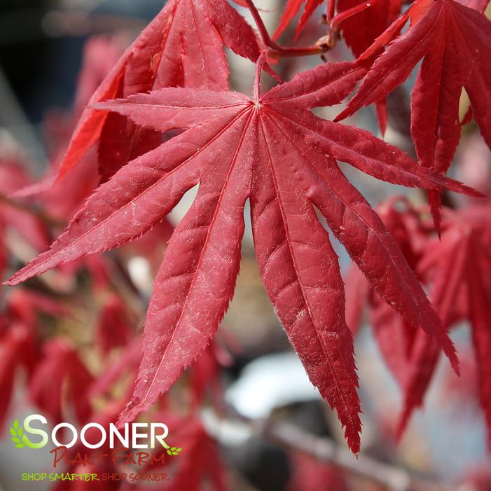 BOSKOOP GLORY UPRIGHT JAPANESE MAPLE