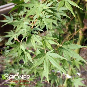 Acer palmatum 'Glowing Embers'