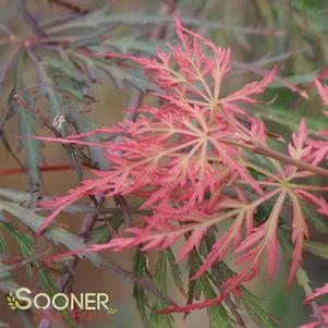 Acer palmatum dissectum 'Red Prince'