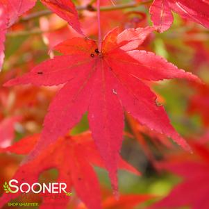 Acer palmatum 'Beni Schinchihenge'