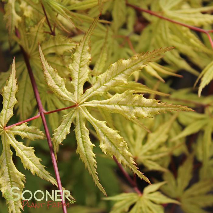 GRANDMA'S GHOST UPRIGHT JAPANESE MAPLE