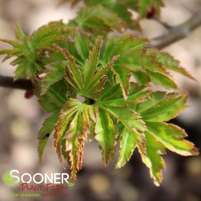 LION'S HEAD UPRIGHT JAPANESE MAPLE