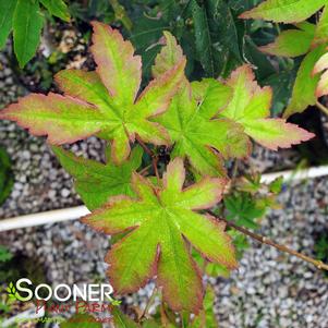 Acer palmatum 'Satsuki Beni'