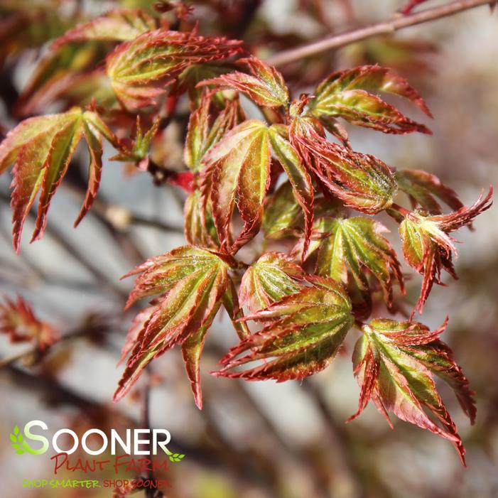 MURASAKI KIYOHIME UPRIGHT JAPANESE MAPLE