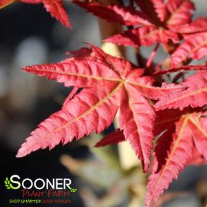 Acer palmatum corallinum 'Beni maiko'