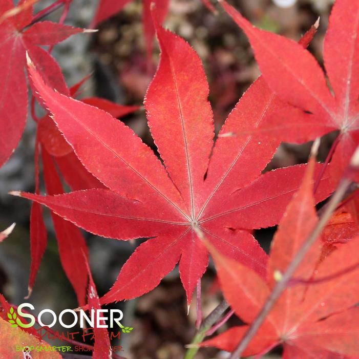 OSAKAZUKI UPRIGHT JAPANESE MAPLE